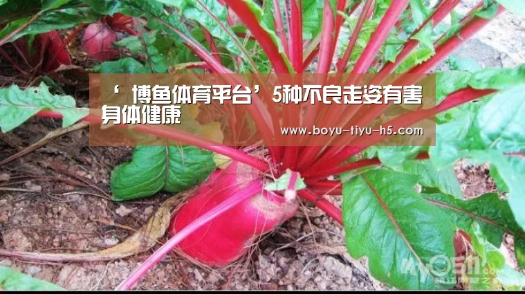  博鱼体育平台